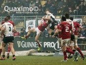 Zebre-Munster13